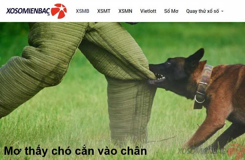 Mơ bị chó cắn vào chân