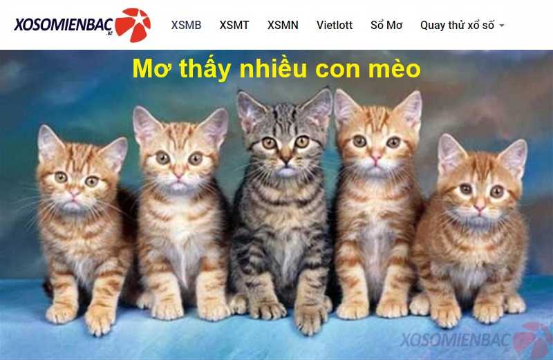 Mơ thấy nhiều con mèo